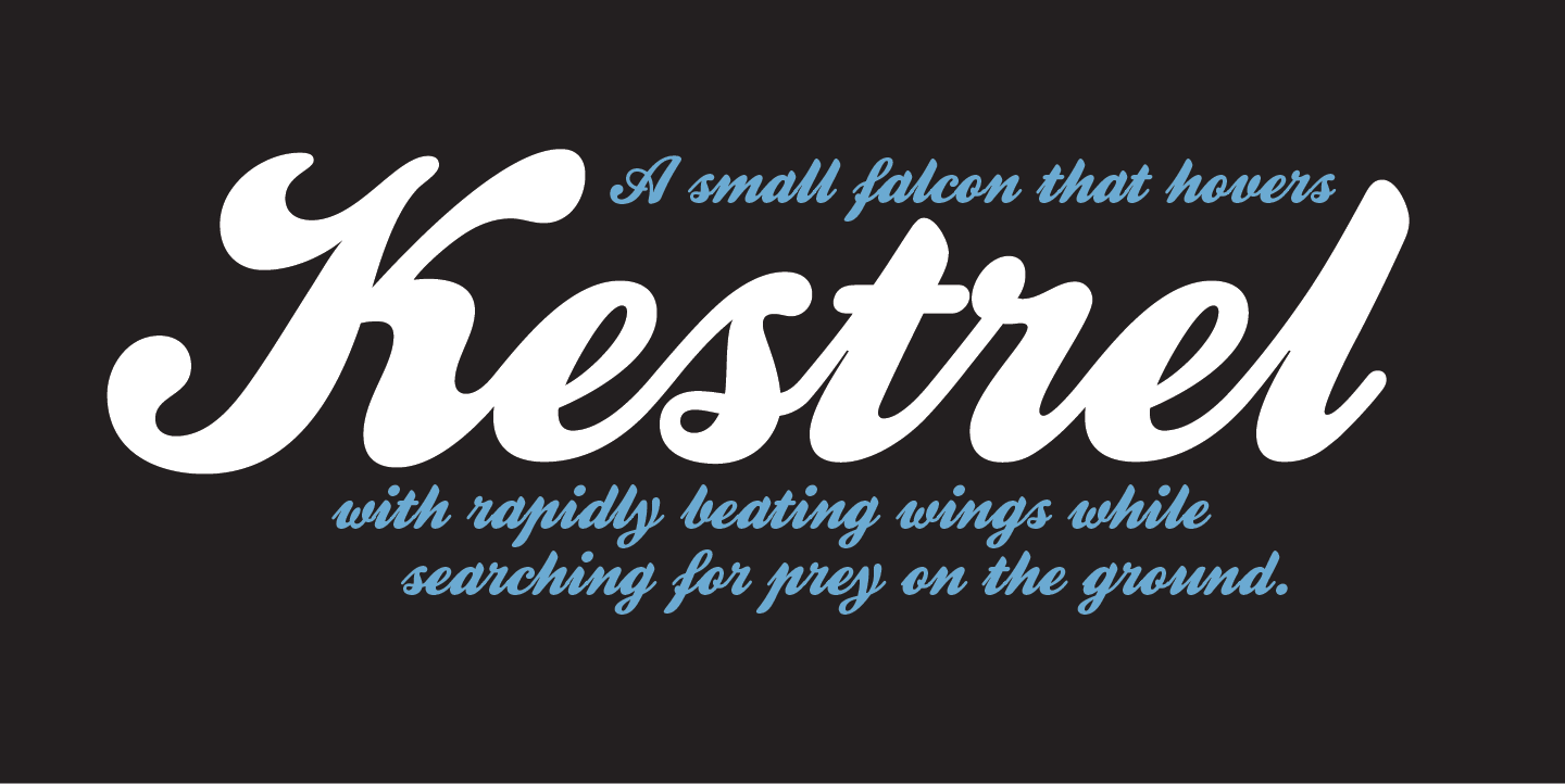 Kestrel Script: The Typeface Your Brand Has Been Missing